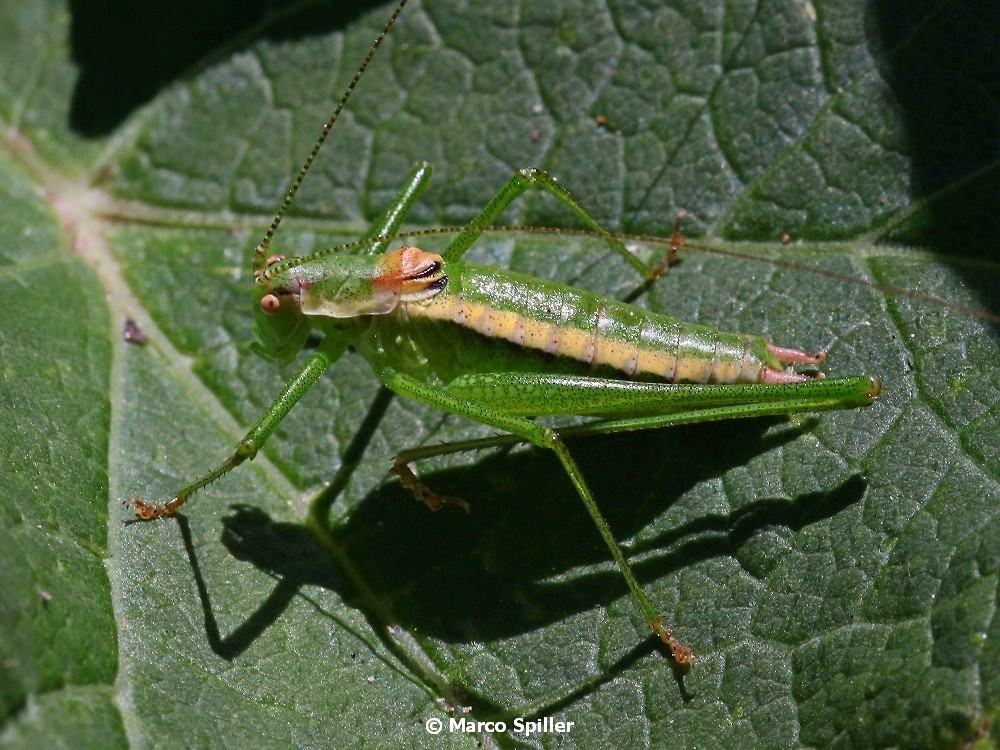 Leptophyes boscii